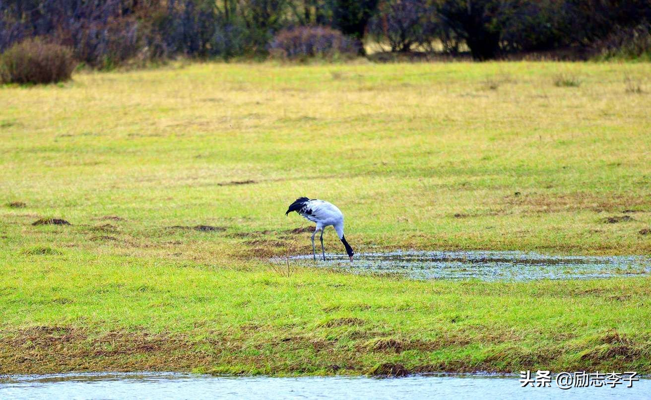 宁夏候鸟,候鸟监测简报