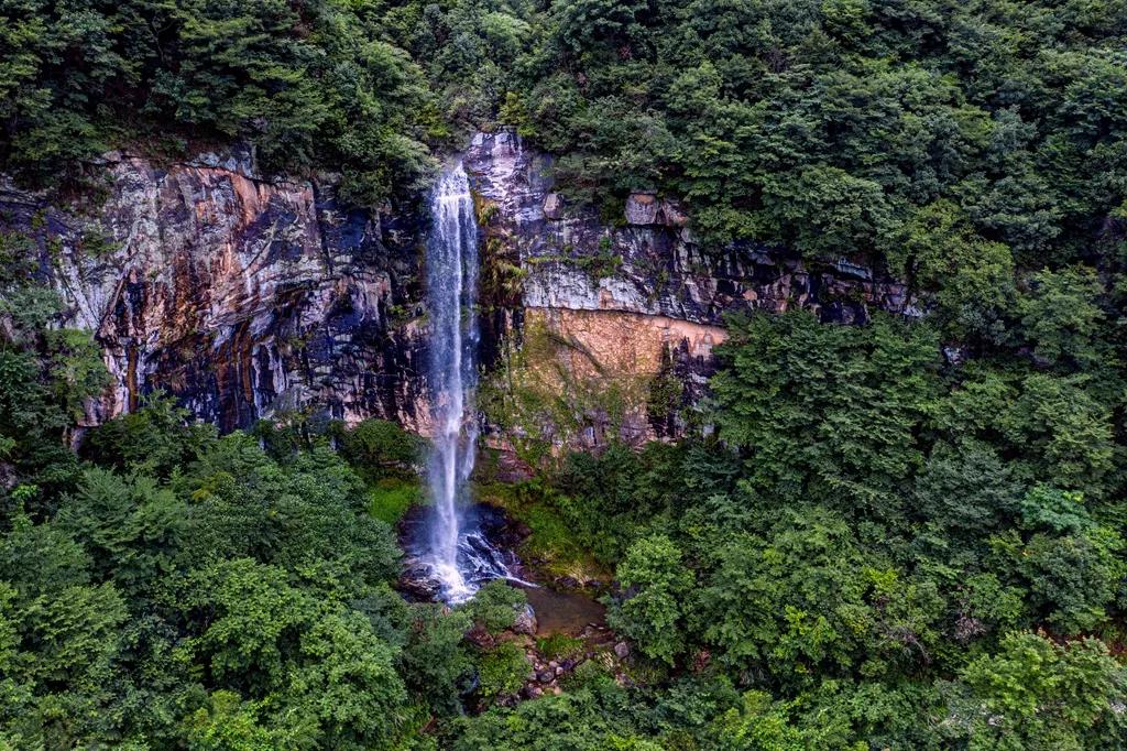 长寿商标,长寿之乡金寨灵芝孢子粉