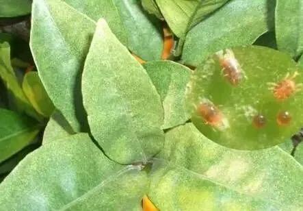 柑橘病虫害最新防治技术,柑橘病虫害详解视频教程