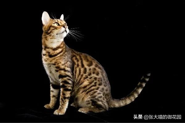 最危险的8种猫排名,世界上最历害的猫有哪些