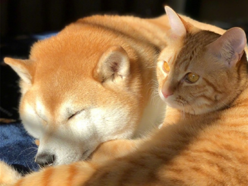 胖橘离奇暴瘦15斤，了解后才知，原是陪伴猫咪长大的柴犬过世了