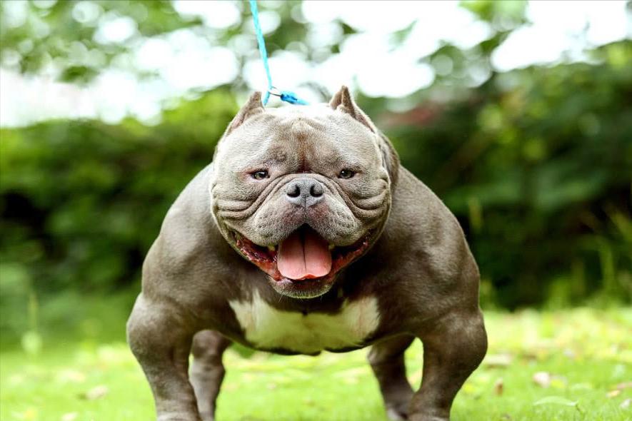 世界上被禁养的5种狗狗,十大恶犬加纳利犬