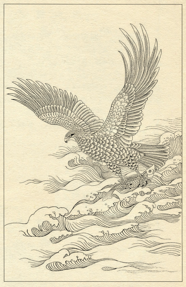 鹰的工笔底稿白描大图,白描鹰的画法图片