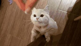 我跟中产的唯一联系，可能是养猫