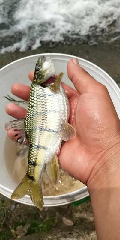 路亚除了亮片还需要什么,路亚在什么情况下用亮片