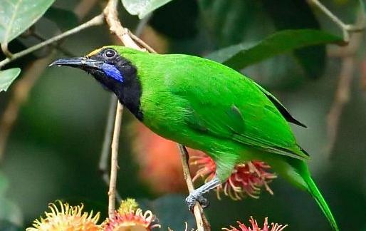 广东常见鸟类图谱和名称图文,东江揽胜鸟类