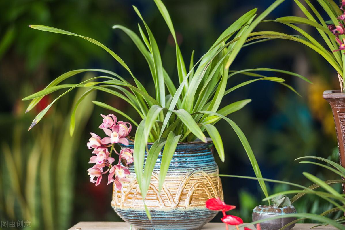 兰花烂根有什么方法可以救,兰花烂根怎么办才能快速恢复