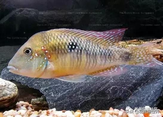 食土鲷一般多大尺寸,食土鲷哪个品种小一点