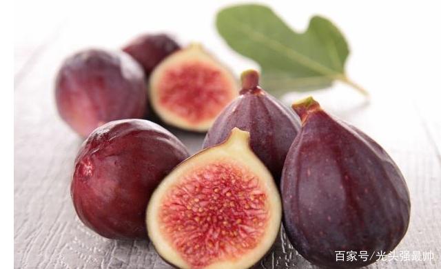 无花果被称为生命之果,生命之树盆栽