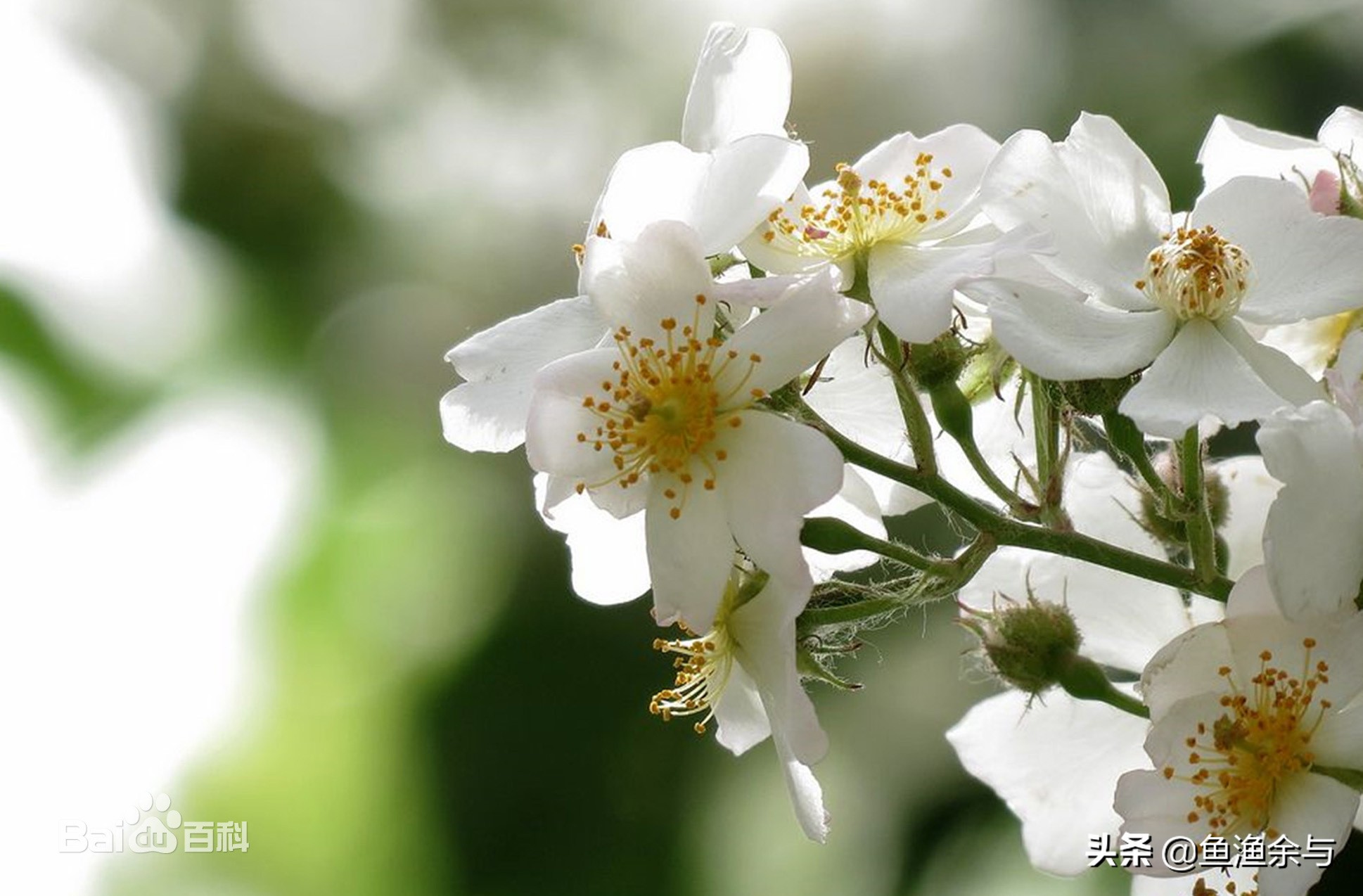谷雨茶，香椿芽，春雨下，重温古诗中的那些美好！