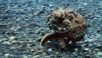 高智商章鱼作为宠物有多恐怖 (章鱼产卵后的死亡无法避免吗)