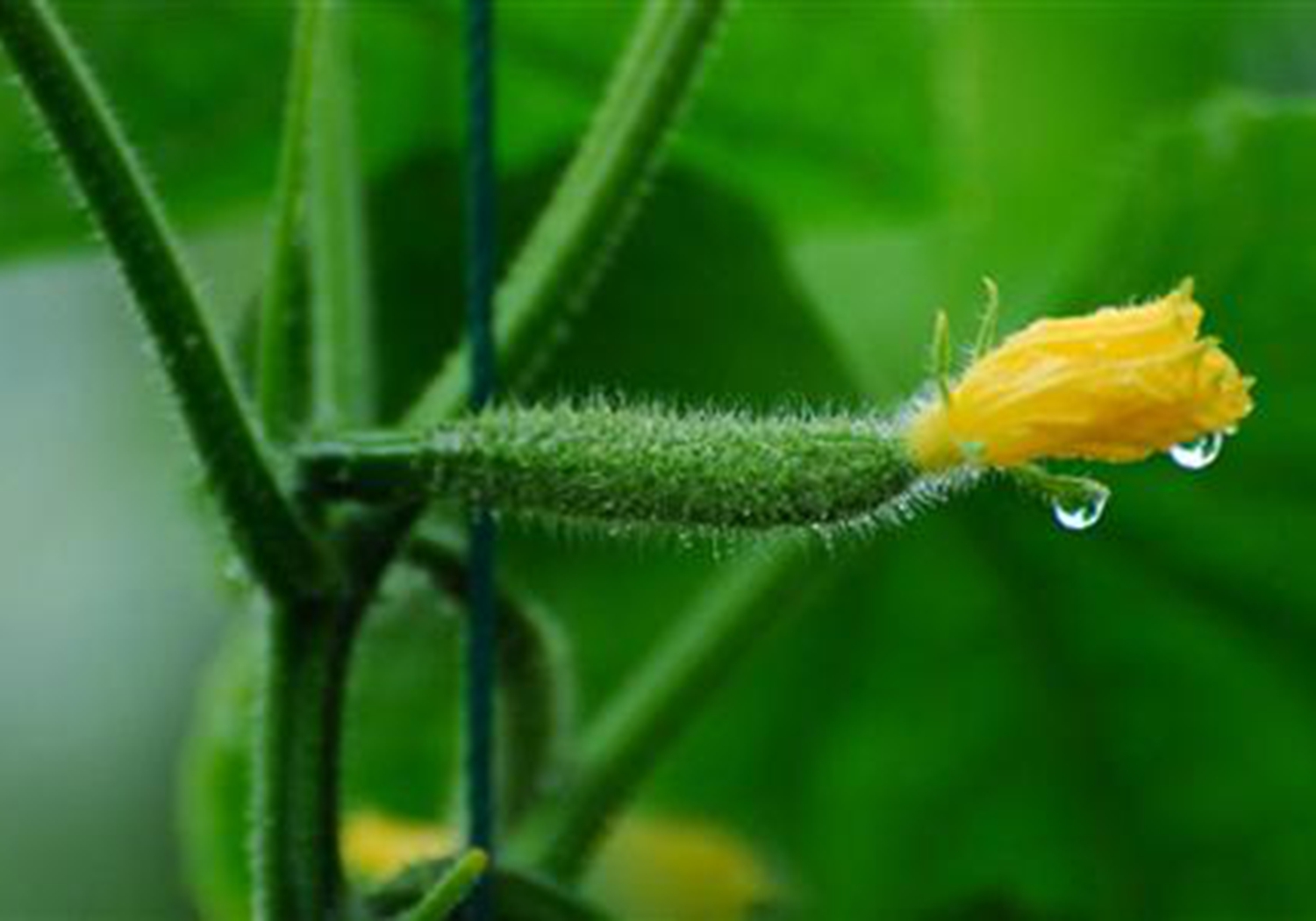 黄瓜阳畦育苗技术，老农说苗床的管理很重要，你学会了吗？