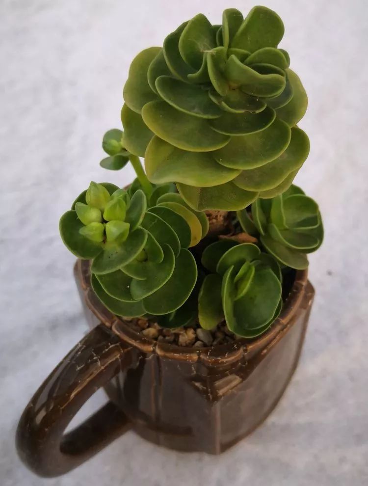 一花一叶一世界多肉,一花一世界多肉之美