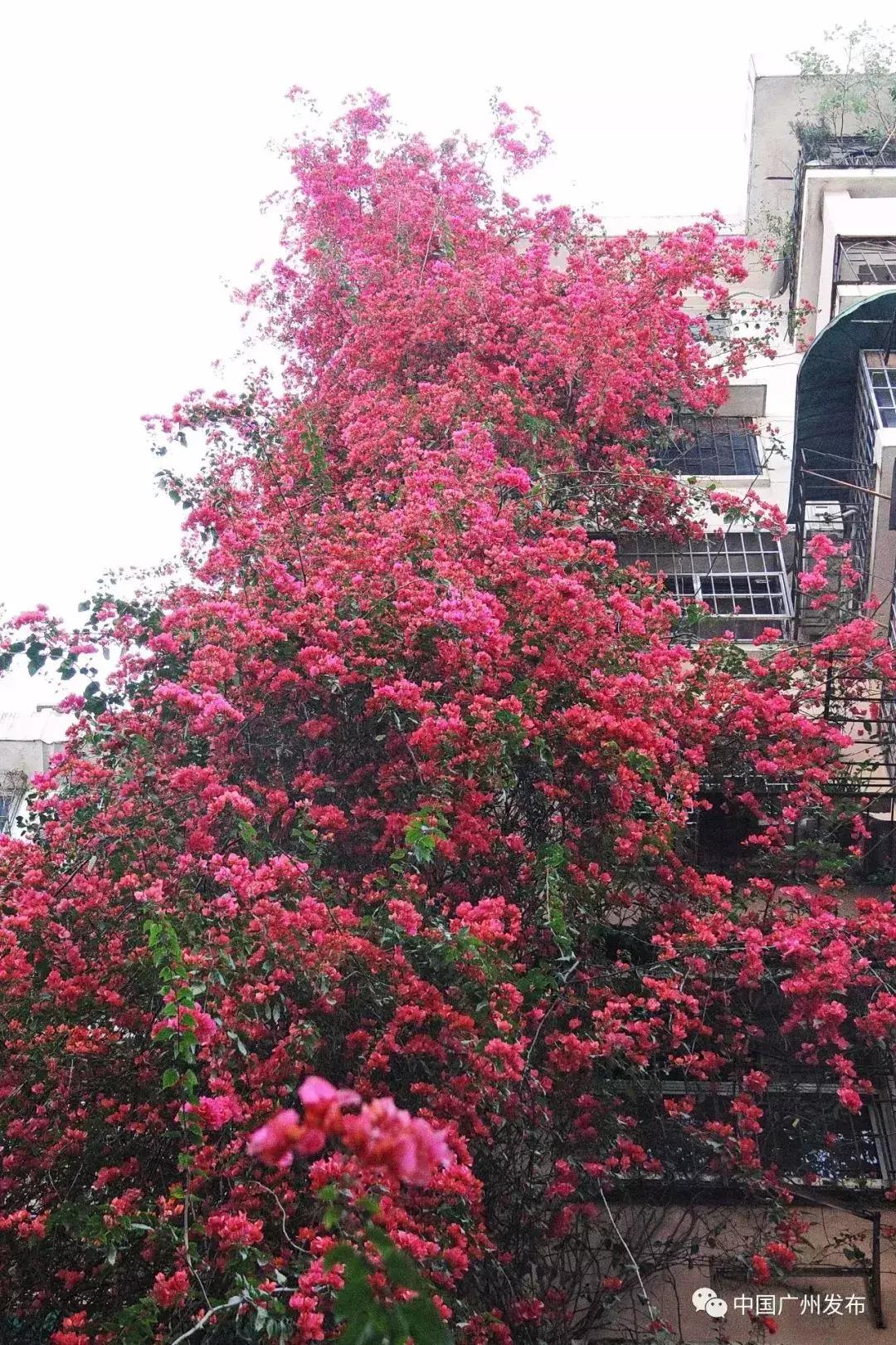 广州11个区详解,广州12个区