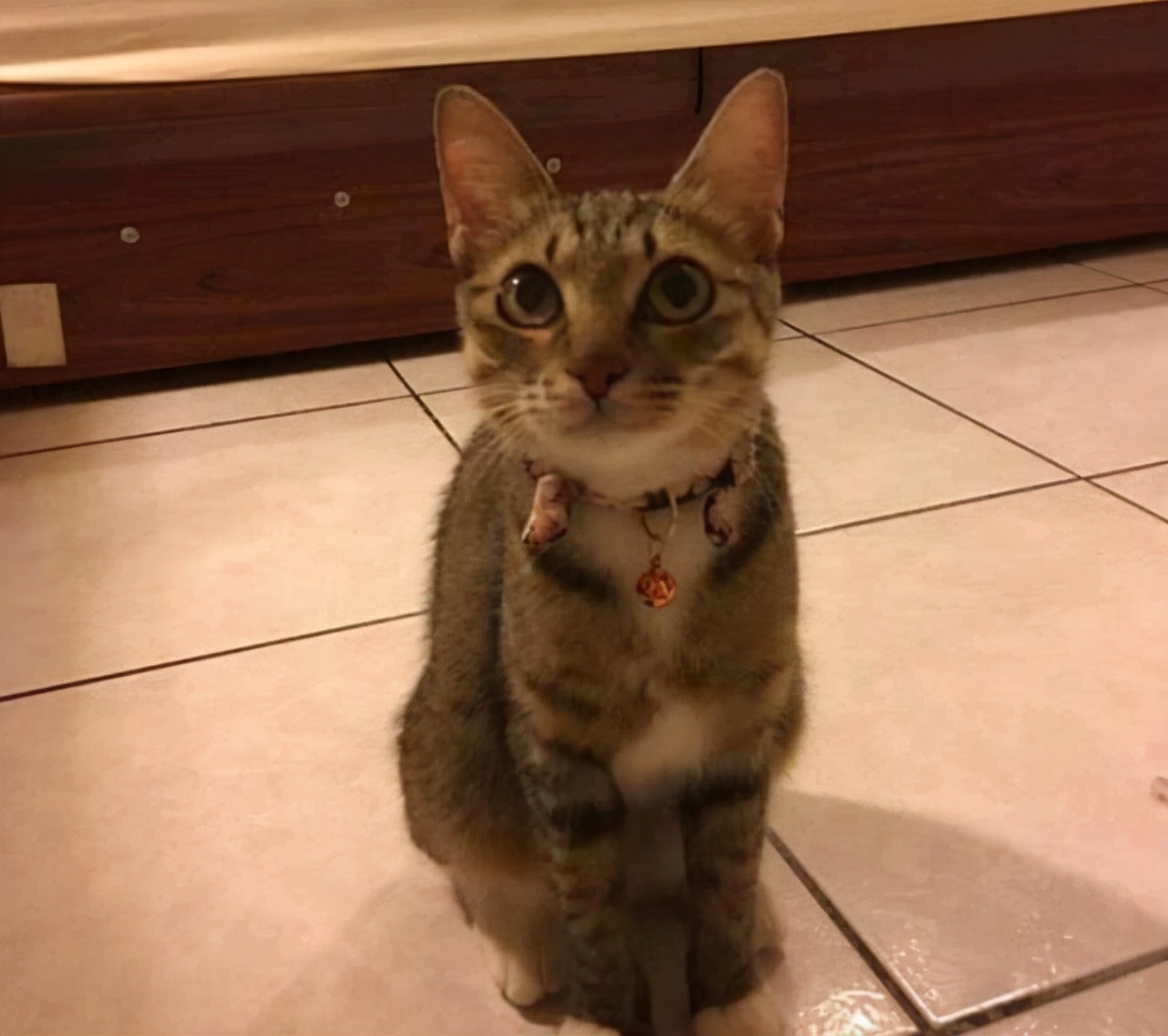 被怀孕猫咪碰瓷,被怀孕母猫碰瓷