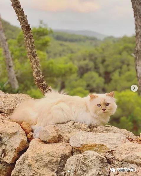 老佛爷的猫继承多少遗产,老佛爷去世后财产留给了一只猫