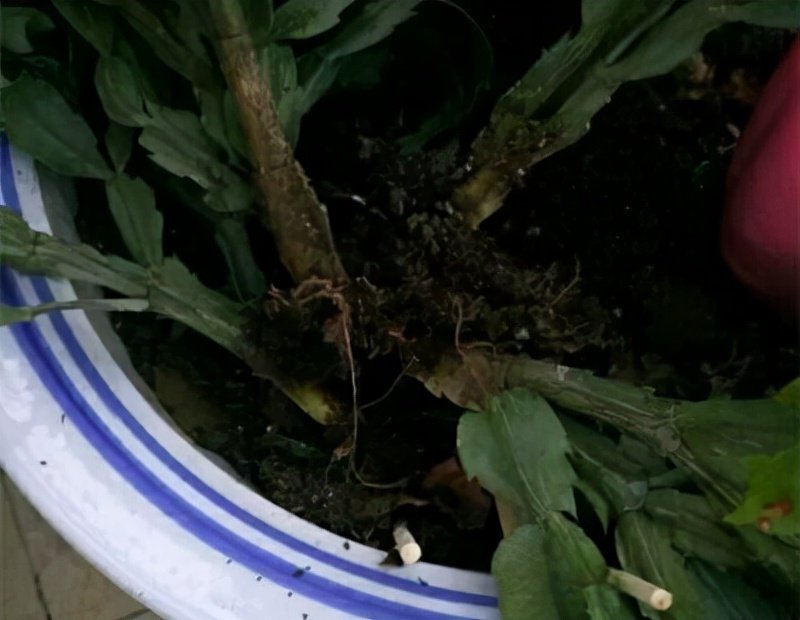 浇水过多死的植物,最容易浇死的6种花