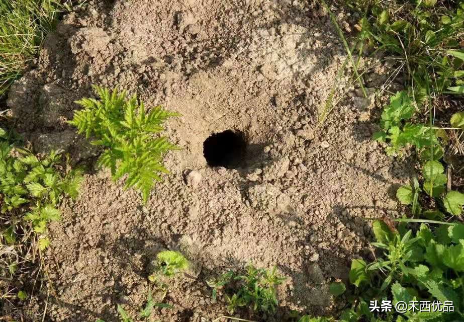 钻地鼠对人体有害吗,地鼠咬了有什么危害