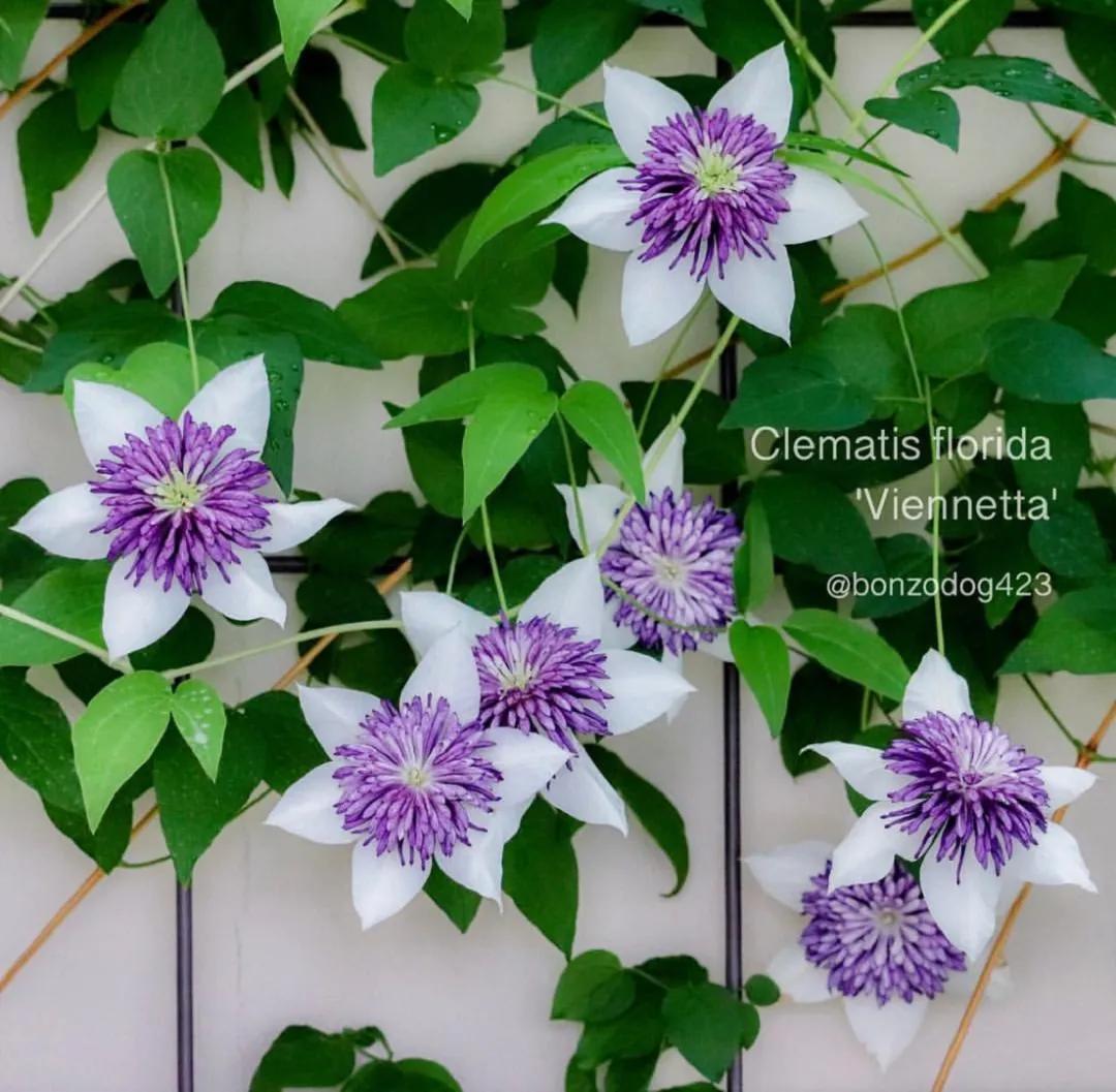 藤本植物皇后铁线莲,藤本皇后铁线莲品种