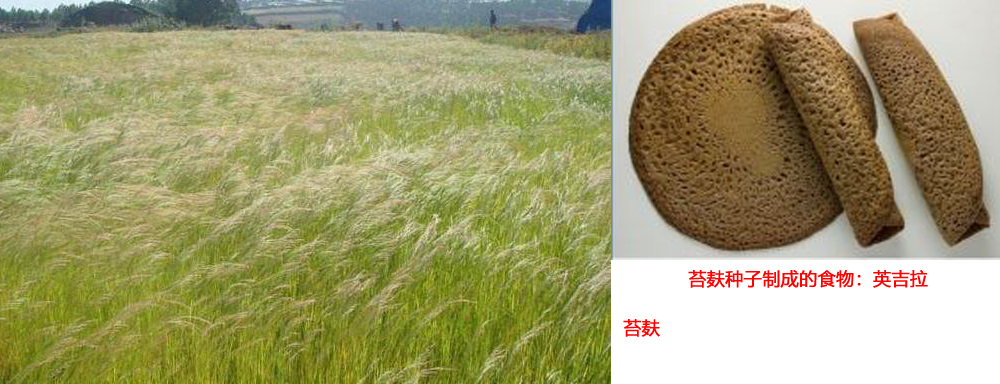 粮食不能自给的非洲各国，那里的人们都是以什么为主食的？