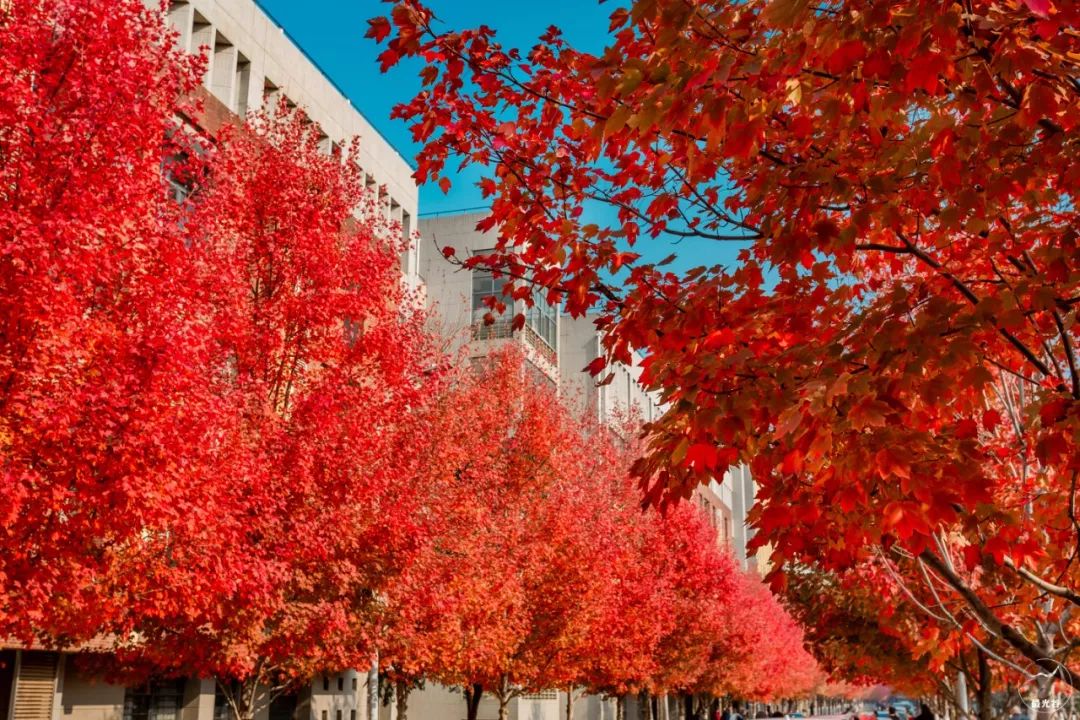 不输武大樱花，文华学院美“枫”了