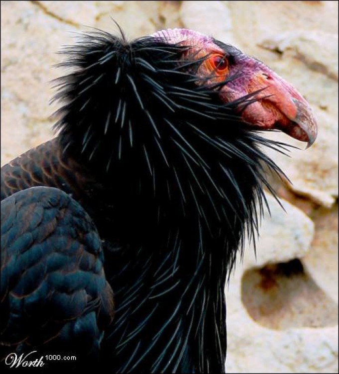 世界上最丑的鸟和最可爱的鱼,世界上最丑的鸟排名