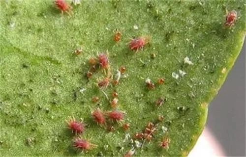 冬天打红蜘蛛用什么药,7月打红蜘蛛特效药