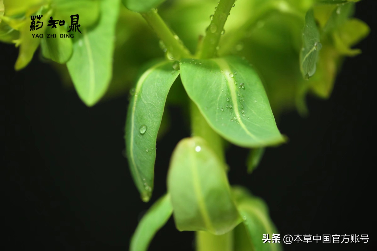 【本草百科·药知鼎——狼毒】花美却是恶毒之药，杀飞鸟走兽