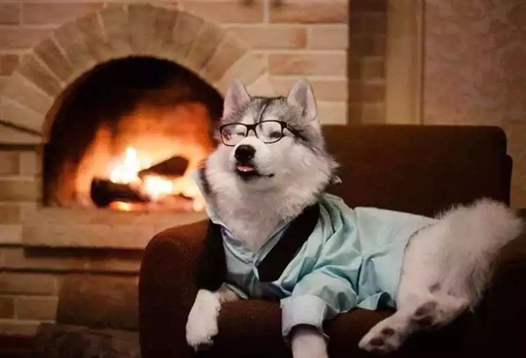 主人怀孕狗狗注意事项,孕犬产前注意事项