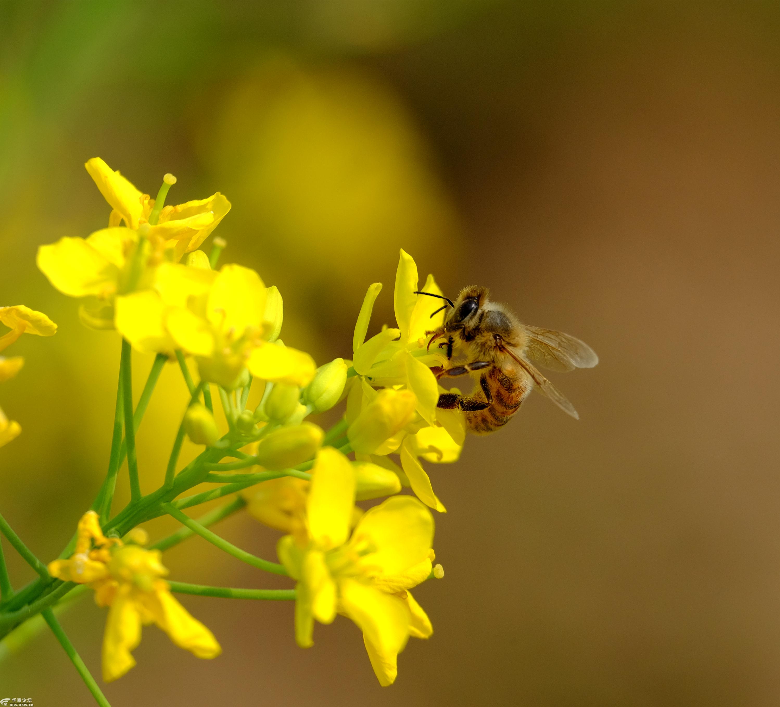 真正的野生石蜂蜜,野生蜂蜜采摘现场视频