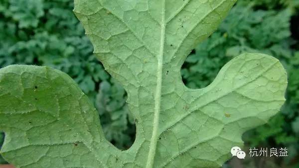 西瓜病虫害一本通表,西瓜红薯种植病虫害防治
