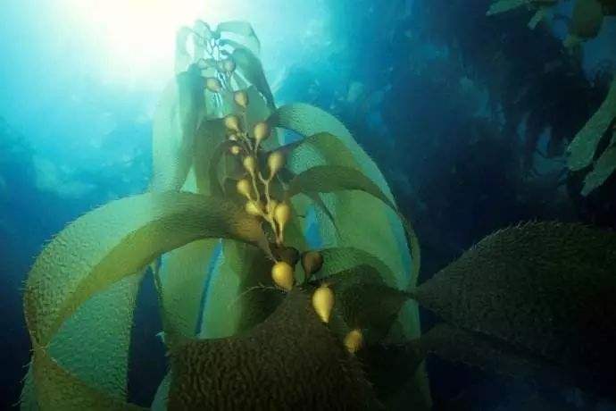 给宝宝补充dha吃什么鱼,给孩子补dha食补有哪些食物