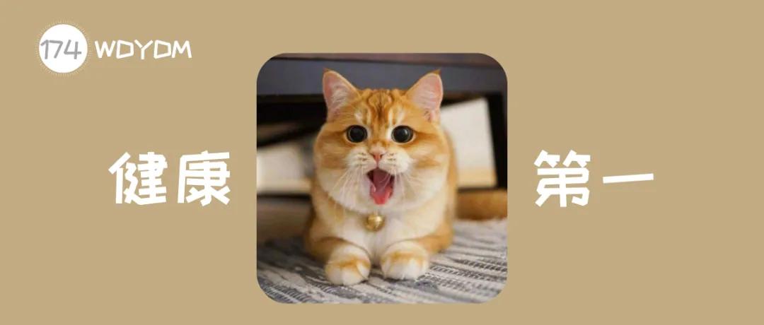 猫咪太瘦怎么办,猫咪太瘦三大解决办法