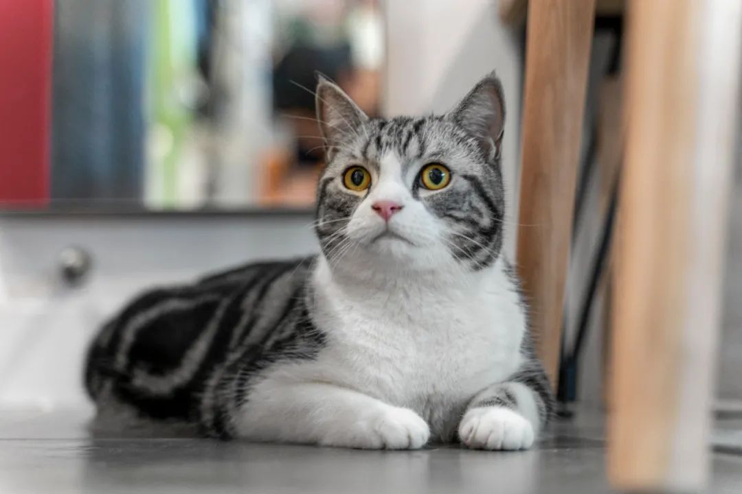 佛山女子与男友、男友妈弟住76㎡，养一猫还要工作室，装修绝了