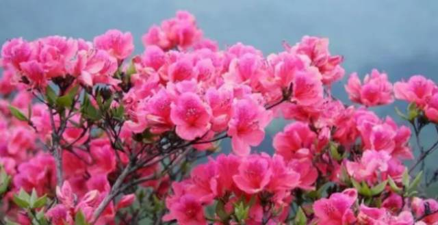 中国十大名花你认识几种呢,中国十大名花你喜欢哪种呢
