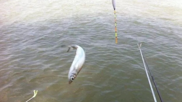 下雨天在大河钓鱼技巧,下雨之前如何钓鱼最好呢
