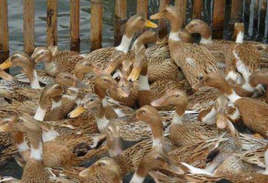 蛋鸭输卵管炎用什么药效果比较好,鸭输卵管炎如何预防与治疗