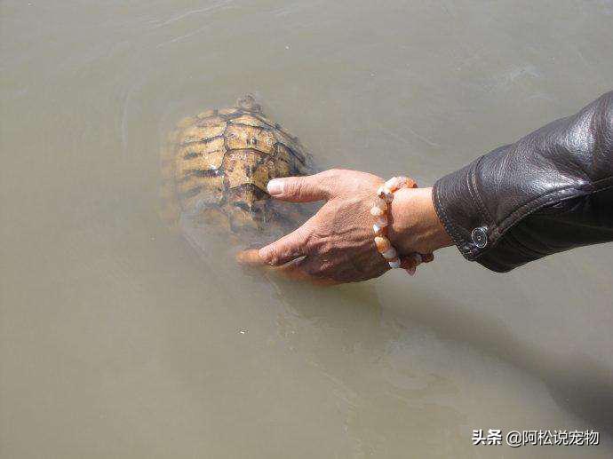 巴西龟容易养还是难养,巴西龟为什么不推荐新手养