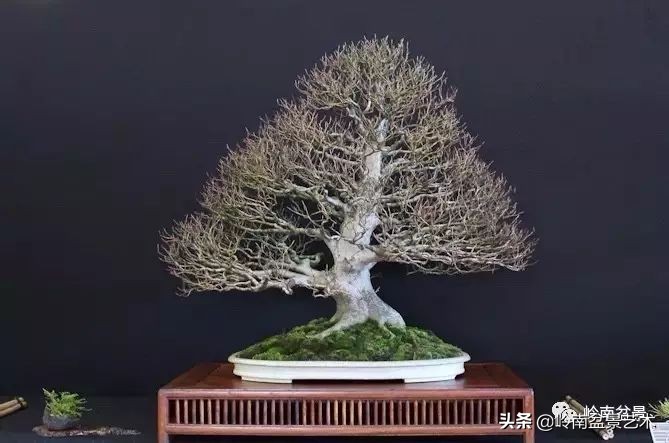 盆景结顶的形式,最好的盆景结顶方法