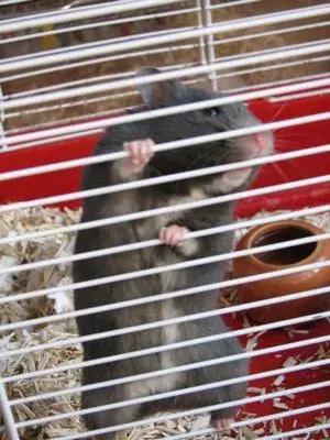 坎贝尔仓鼠和加卡利亚仓鼠,仓鼠生育的小仓鼠种类