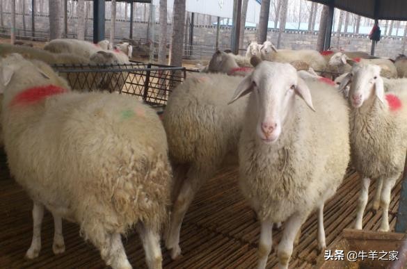 “浪子”觉醒，通过养羊创业致富