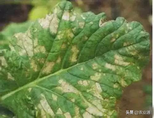 家庭防治虫害的最佳方法,病虫害防治小妙招