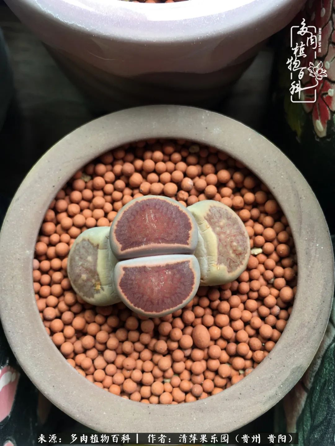 生石花庭院,晶莹剔透的生石花