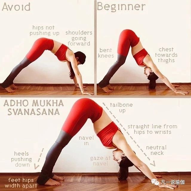 初学者怎么练下犬式,如何练习下犬式
