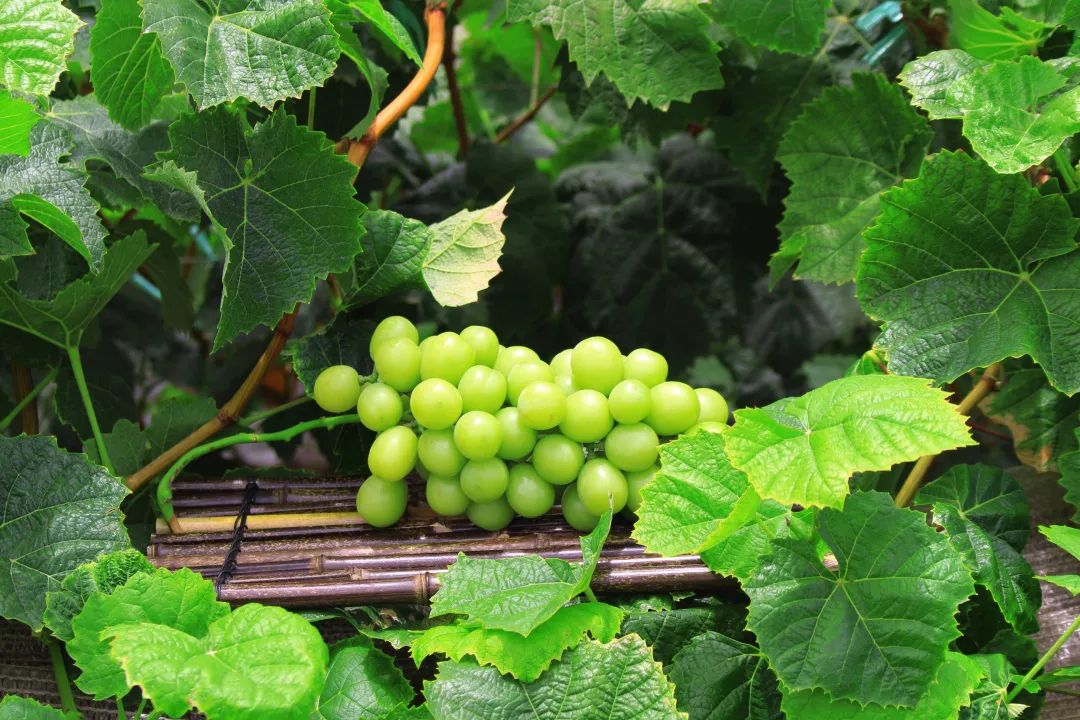 葡萄界的爱马仕晴王,葡萄界中的爱马仕跌落