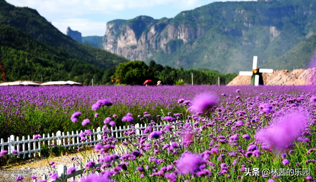 描写春天的成语和句子,描写春天的成语或古诗