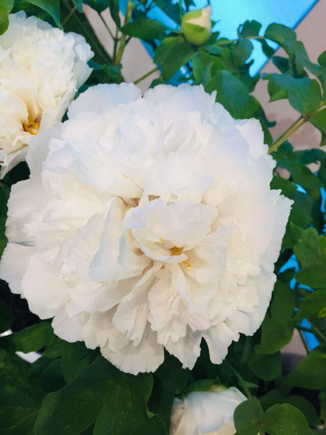 富贵花哪种最好养,4种富贵花华丽大气