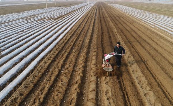 山药管理注意这六点,地下块茎不畸形品质好