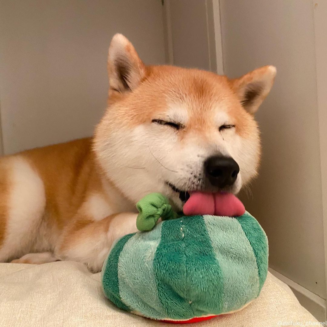 柴犬多少钱价格差异到底有多大,柴犬多少钱买呀