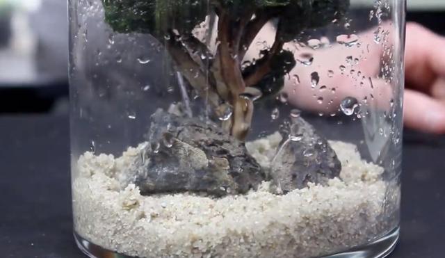 莫斯树到底好不好,莫斯树是什么